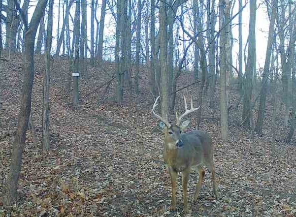 618 Princeton Rd, Depue, IL 61322 - view of nature