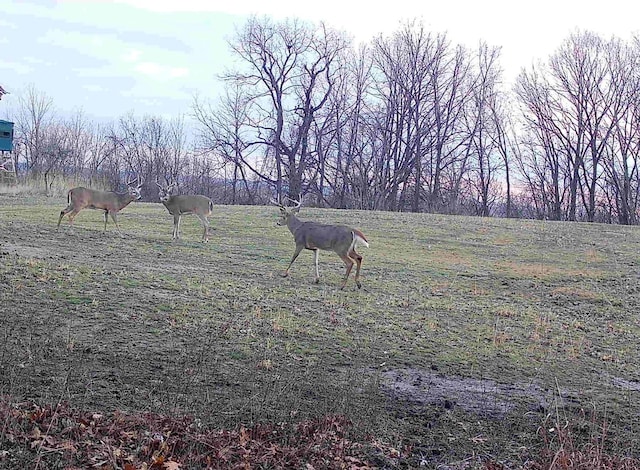 618 Princeton Rd, Depue, IL 61322 - view of yard with a rural view