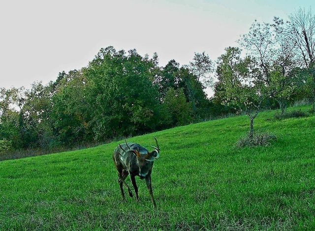 618 Princeton Rd, Depue, IL 61322 - view of green lawn