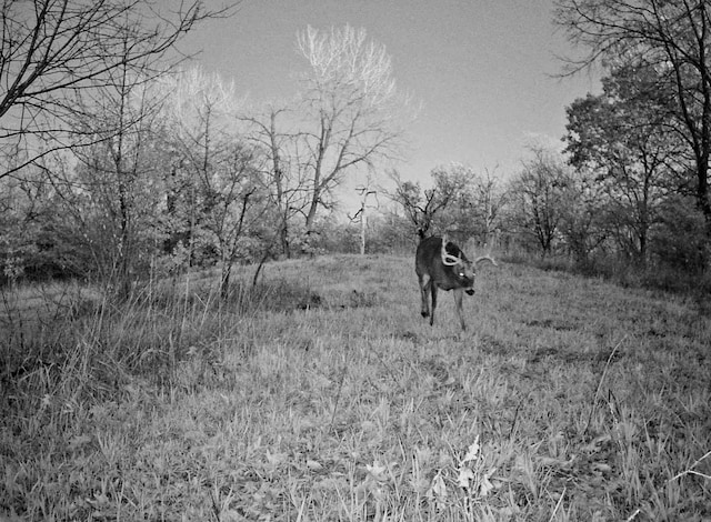 618 Princeton Rd, Depue, IL 61322 - view of nature