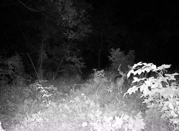 618 Princeton Rd, Depue, IL 61322 - view of undeveloped land