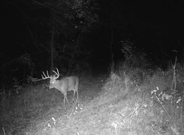 618 Princeton Rd, Depue, IL 61322 - view of nature at night