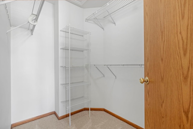 spacious closet featuring carpet floors