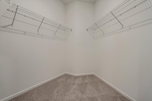 spacious closet with carpet