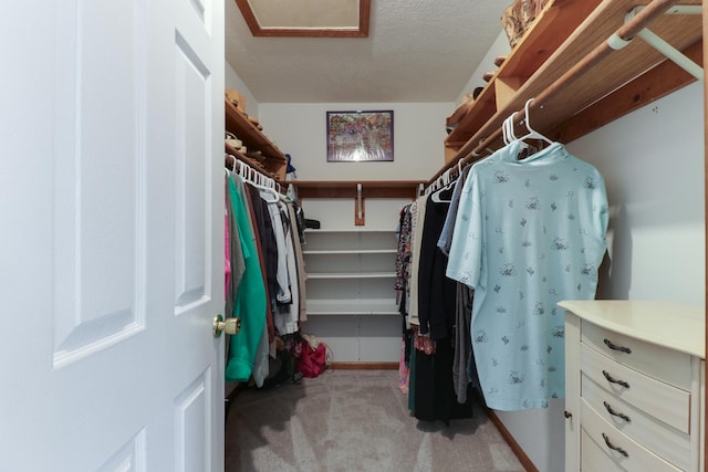 walk in closet with attic access and light colored carpet