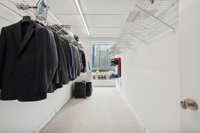 walk in closet with a paneled ceiling and carpet