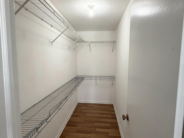 spacious closet featuring dark wood-type flooring