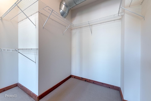 walk in closet featuring carpet floors