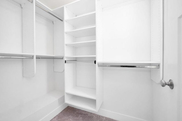 walk in closet with carpet floors
