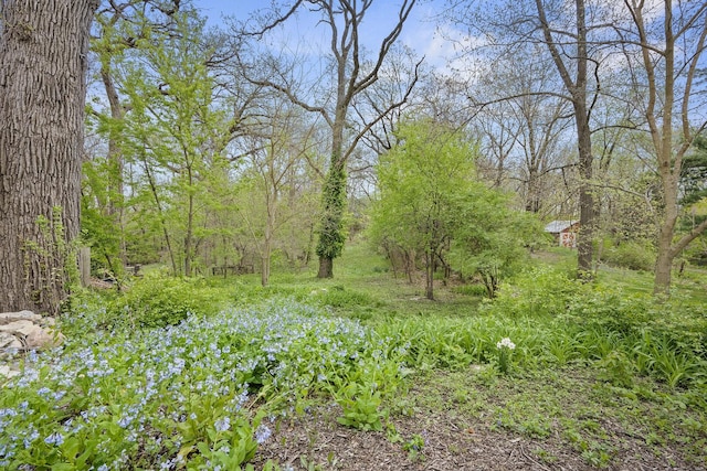 5619 Dunham Rd, Downers Grove, IL 60516 - view of tree filled area