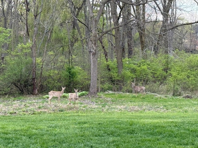view of yard with a forest view