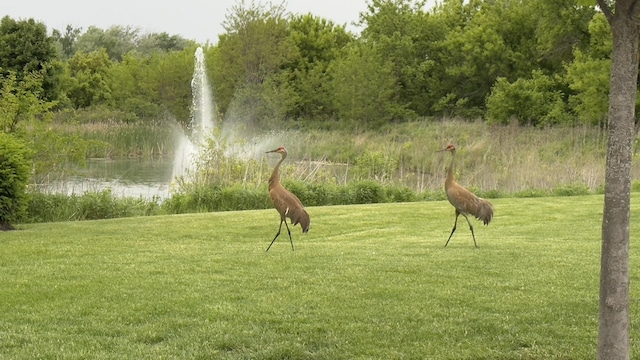 2550 Bayswater Cir, Gurnee, IL 60031 - surrounding community featuring a water view and a yard