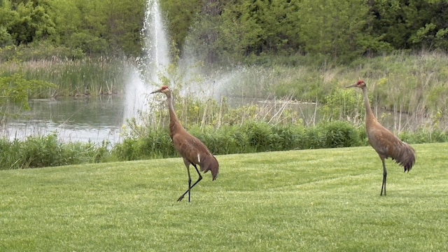 2550 Bayswater Cir, Gurnee, IL 60031 - view of green lawn with a water view