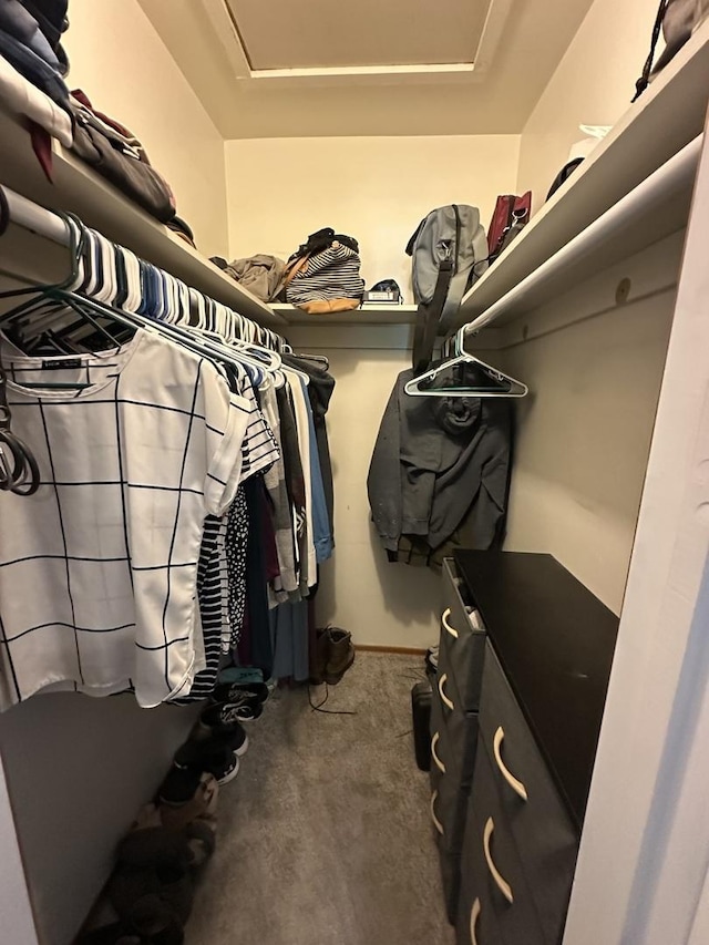 spacious closet with carpet and a tray ceiling