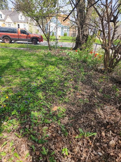 14201 S Wentworth Ave, Riverdale, IL 60827 - view of yard