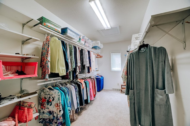 walk in closet with attic access and carpet