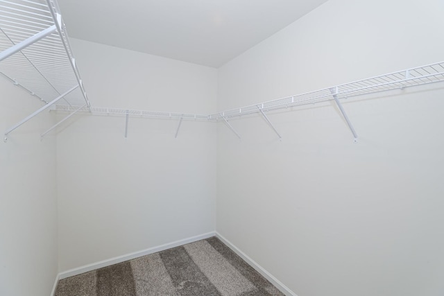spacious closet featuring carpet