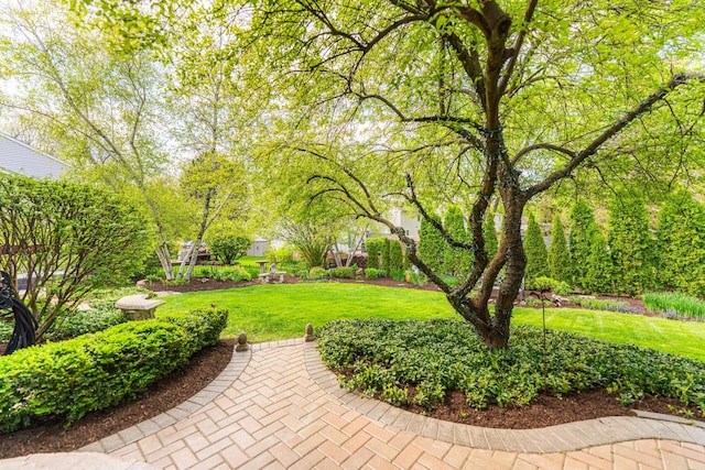 view of green lawn