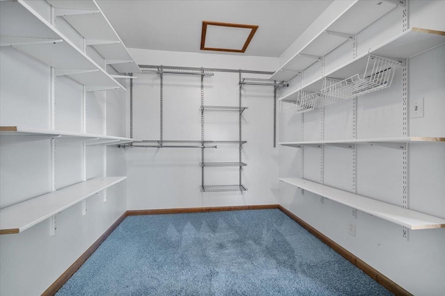 spacious closet featuring carpet flooring