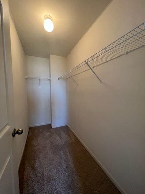 spacious closet featuring carpet