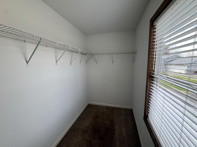 walk in closet with carpet flooring