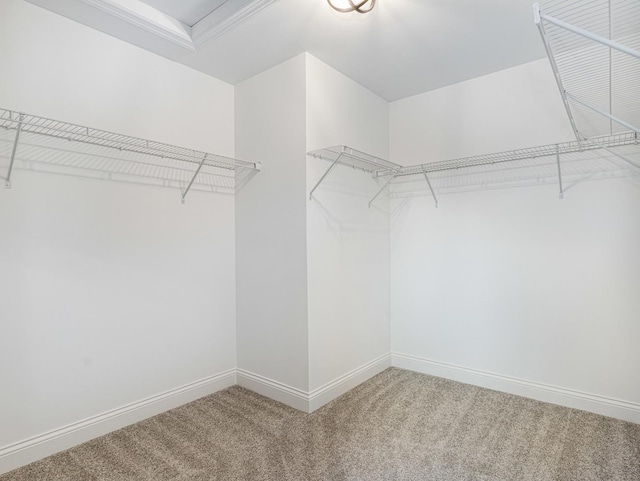 spacious closet featuring light colored carpet