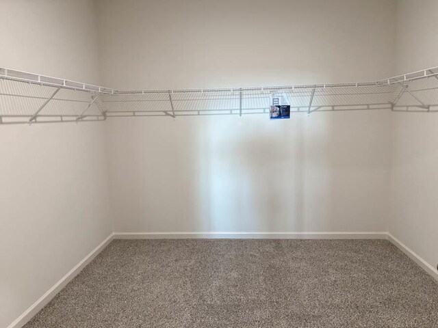 spacious closet featuring carpet