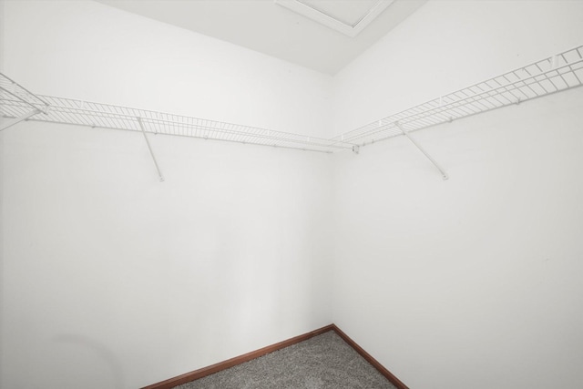 spacious closet featuring carpet floors
