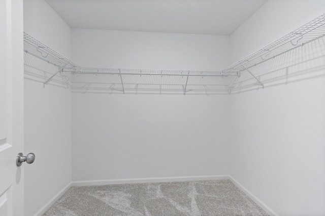 32009 Savannah Dr, Lakemoor, IL 60051 - walk in closet featuring carpet flooring