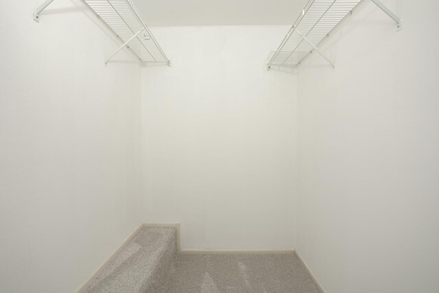 spacious closet featuring carpet flooring