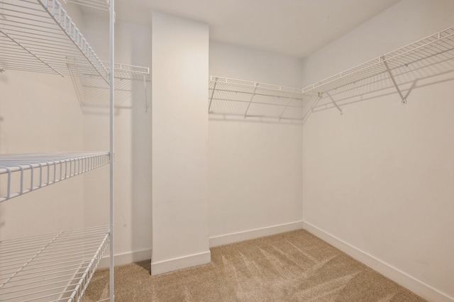 walk in closet featuring carpet