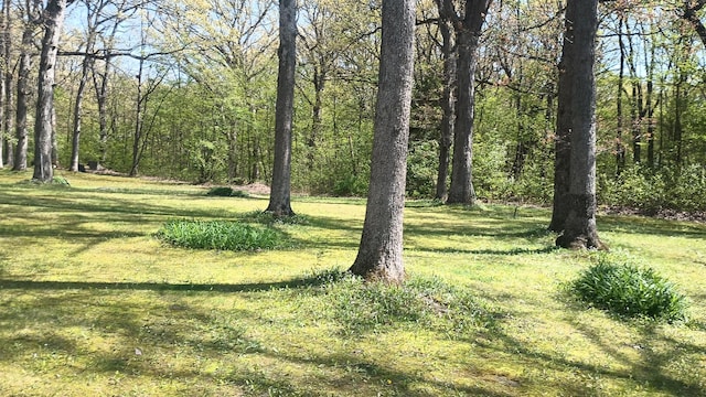2119 E Exchange St, Crete, IL 60417 - view of wooded area