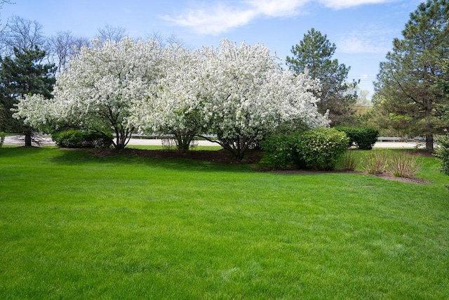 view of grassy yard