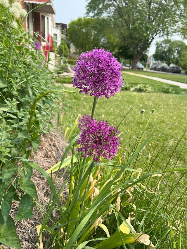 5236 N Mobile Ave, Chicago, IL 60630 - view of green lawn