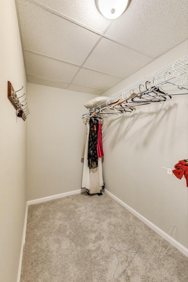 spacious closet featuring carpet and a paneled ceiling