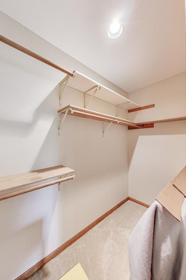 spacious closet featuring carpet flooring