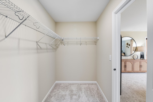 spacious closet featuring carpet flooring