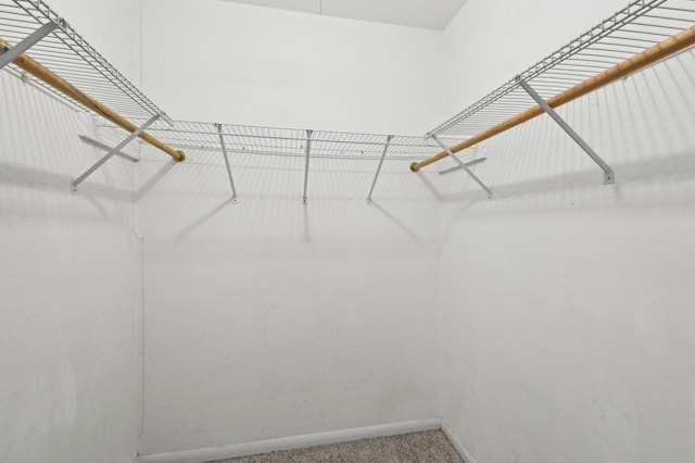 walk in closet featuring carpet floors