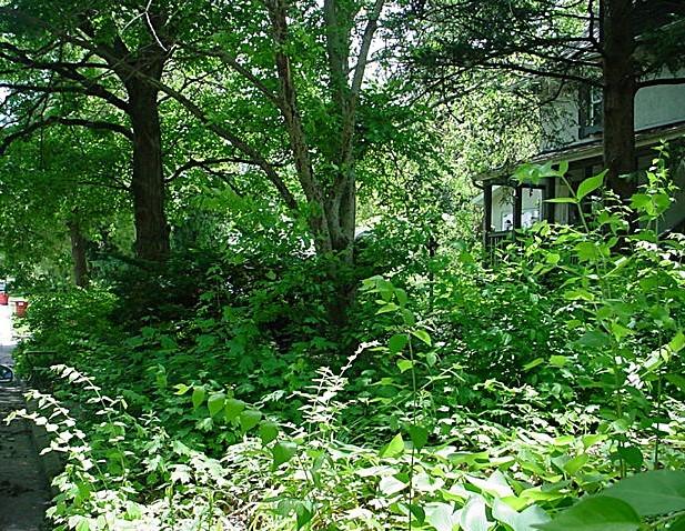 809 S Lynn St, Champaign, IL 61820 - view of local wilderness