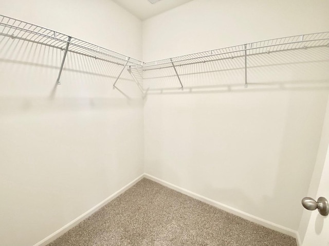walk in closet featuring carpet floors