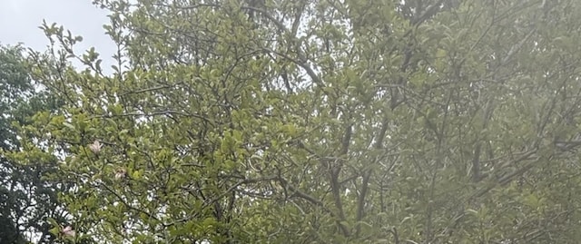 12424 S Carpenter St, Calumet Park, IL 60827 - view of nature