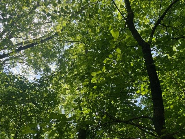LOT0 Pine St S, Mchenry, IL 60051 - photo 5