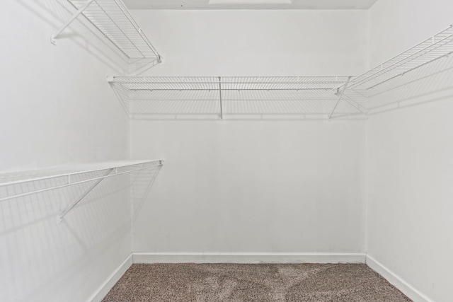 1924 Prestwold Pl, Machesney Park, IL 61115 - walk in closet with carpet flooring