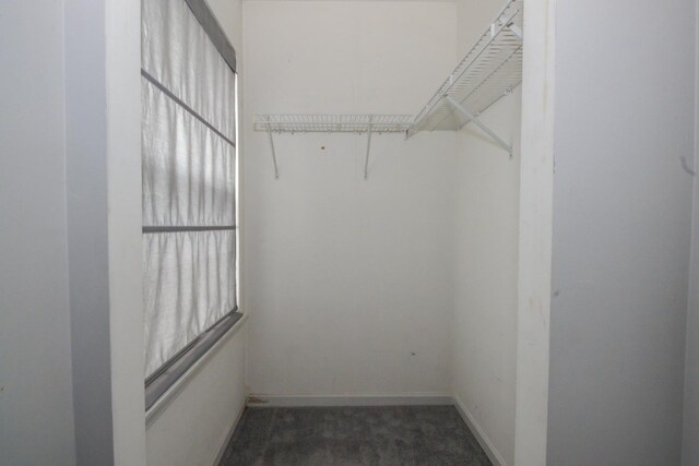 218 Partridge Ct, Algonquin, IL 60102 - walk in closet featuring carpet floors