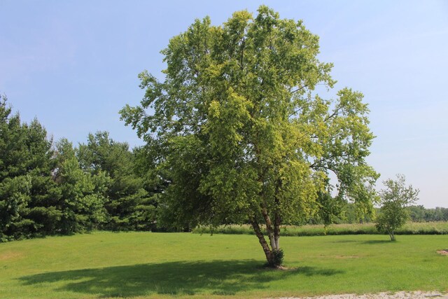 16666 Carle Springs Rd, Wapella, IL 61777 - view of grassy yard