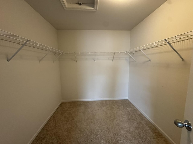 3122 Kyra Ln, Elgin, IL 60124 - walk in closet featuring carpet and attic access
