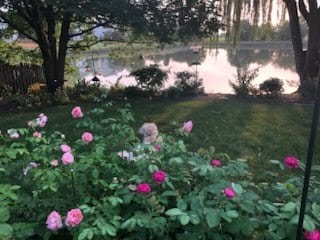 1128 Teasel Ln, Naperville, IL 60564 - view of yard with a water view