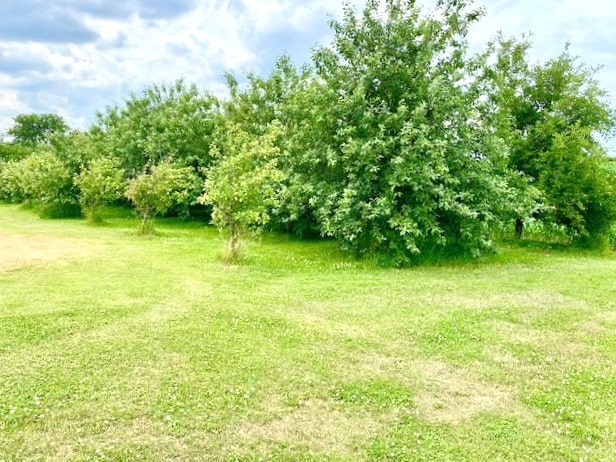 17218 Lincoln Rd, Morrison, IL 61270 - view of yard