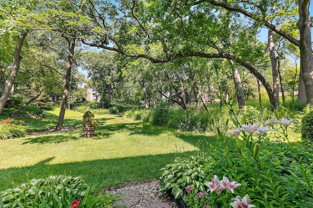 434C Woodview Rd Unit C, Lake Barrington, IL 60010 - view of grassy yard