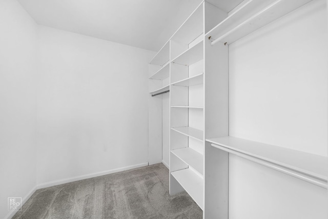 2673 N Greenwood Ave, Arlington Heights, IL 60004 - walk in closet featuring carpet flooring